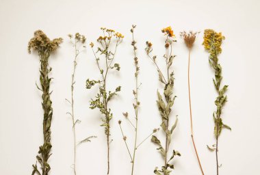 Yazın sonlarında solmuş çayır çiçekleri ve yukarıdan çekilen krem beyazı arka plandaki bitkiler. Doğa elementleri koleksiyonu. Botanik - poster konsepti.