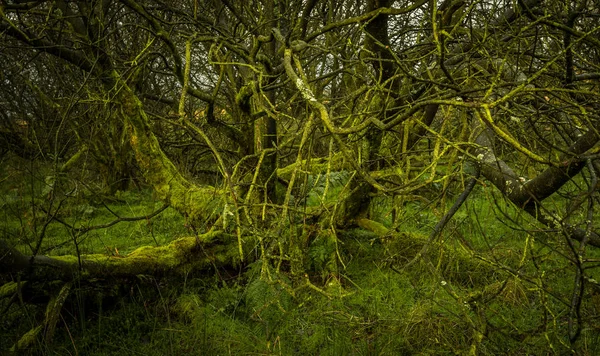 Ramos Tanglesd Uma Árvore Musgosa Verde Campo — Fotografia de Stock