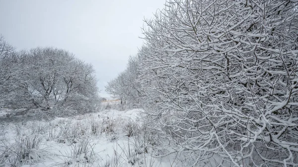Schnee Bedeckte Bäume Einem Wintertag — Stockfoto