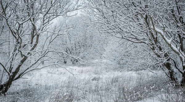Kar Kaplı Ağaçlar Bir Kış Gününde — Stok fotoğraf