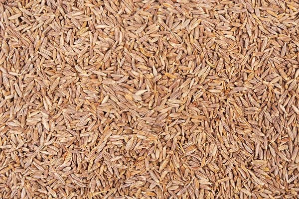Kmín semena pozadí — Stock fotografie