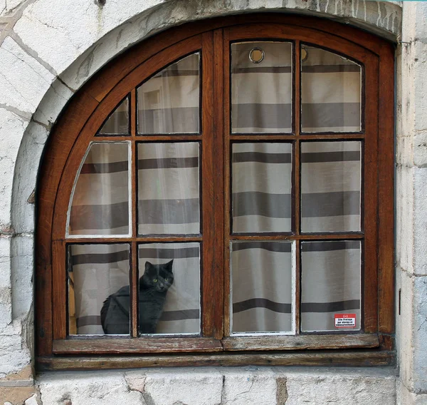 O gato atrás da janela — Fotografia de Stock