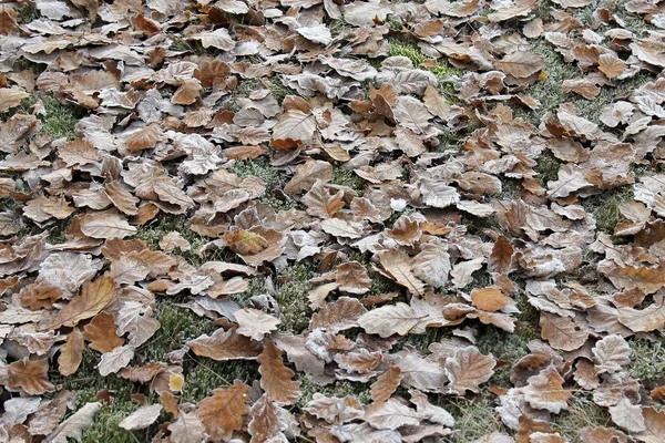 The frosing leafes in the fall — Stock Photo, Image