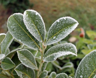 Kiraz defne yaprağı üzerinde buz kristalleri