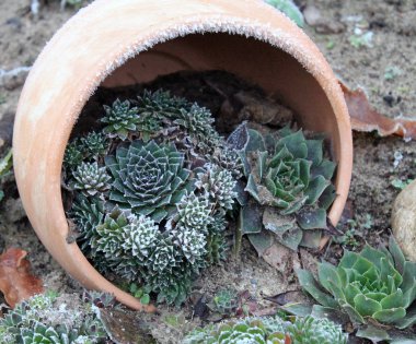 taş döşeli bahçe kış