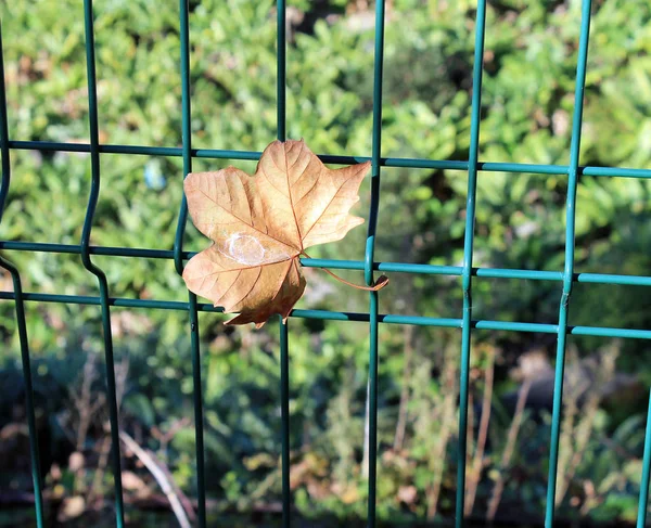 The lost leaf on the fence — Stock Photo, Image