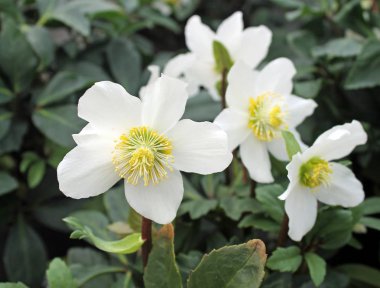 İsa gül ile sihirli çiçekleri kışın