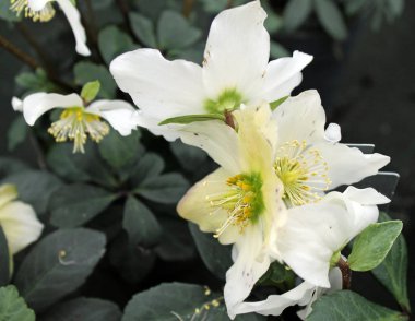 İsa gül, kışın sihirli çiçekleri