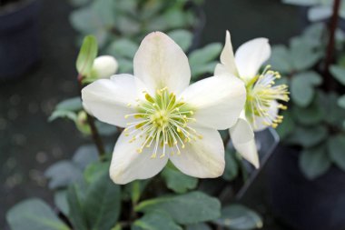 İsa gül, kışın sihirli çiçekleri