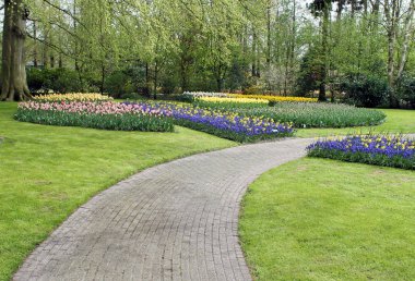 Keukenhof park renkli bahar çiçekleri