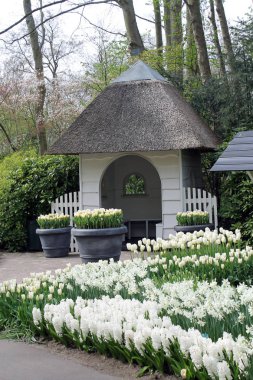 Beyaz bahar çiçekleri arasında Pavilion, Keukenhof
