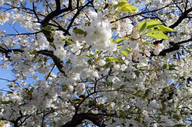 Beyaz kiraz çiçekleri Keukenhof, Hollanda