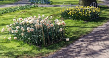  Nergis çocuk yatakta, Hollanda'da Keukenhof