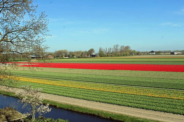 Kleurrijke bloembollenvelden in Nederland — Stockfoto