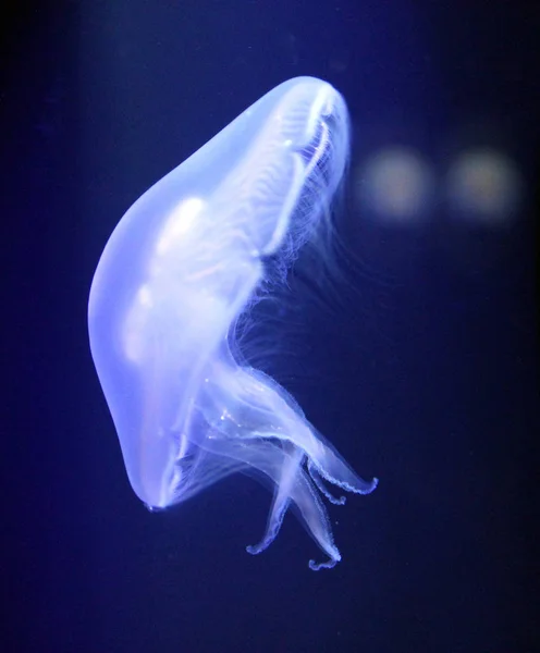 深い海で白いクラ ゲ — ストック写真