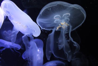Ay denizanası toplantı içinde belgili tanımlık akvaryum