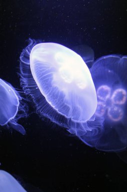 İçinde belgili tanımlık akvaryum yüzme ay denizanası