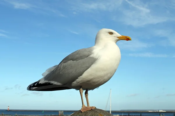 Seagull on the Baltic Sea