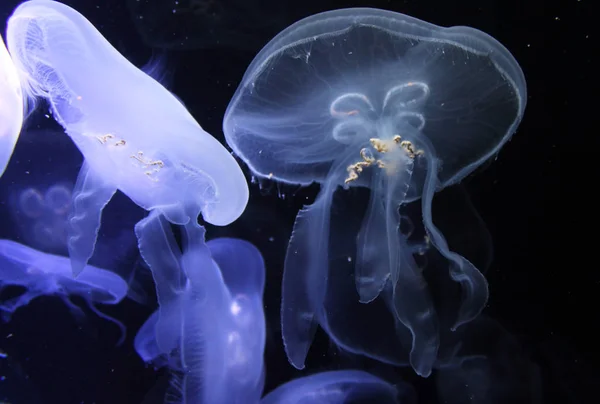 Encontro de medusas lunares no aquário Imagens Royalty-Free