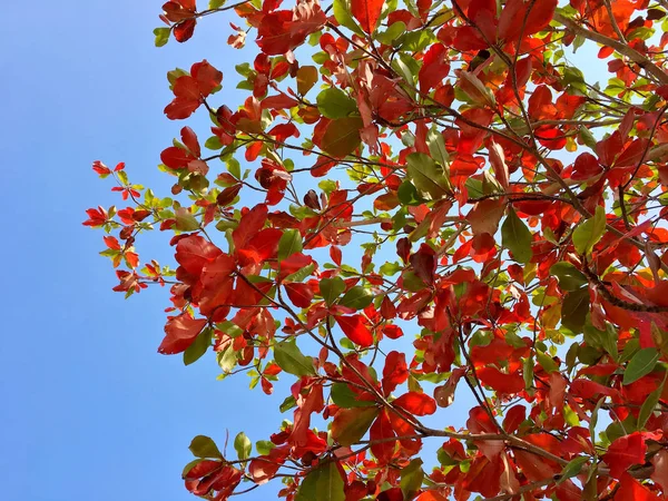 Turuncu kahverengi ve yeşil yaprakları ve dalları