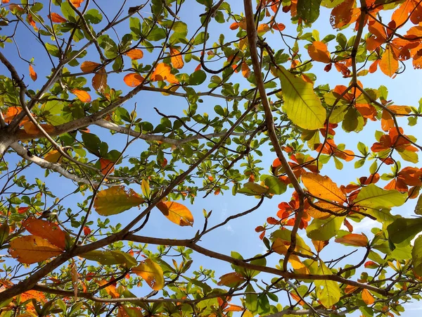 Turuncu kahverengi ve yeşil yaprakları ve dalları