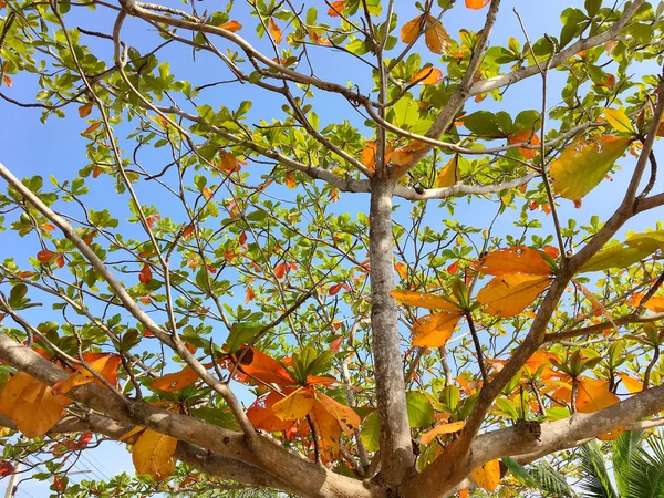 Turuncu kahverengi ve yeşil yaprakları ve dalları