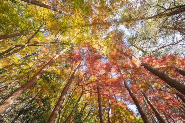 Japonya 'da sonbahar mevsimi boyunca renkli akçaağaç manzarası