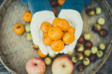 Bahçeden taze portakallar, işçilerin elinde meyve.