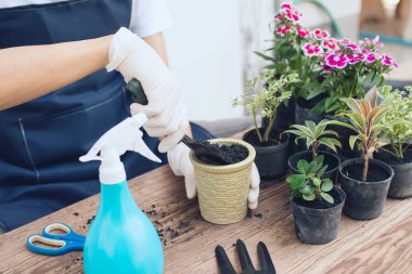 Evde küçük bir bahçe yaratmak.