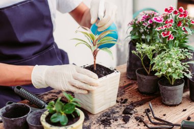 Evde küçük bir bahçe, ağaçlar için sulu su..