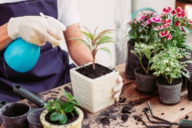 Evde küçük bir bahçe, ağaçlar için sulu su..
