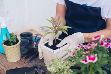Small garden in house, Gardener holding vase.