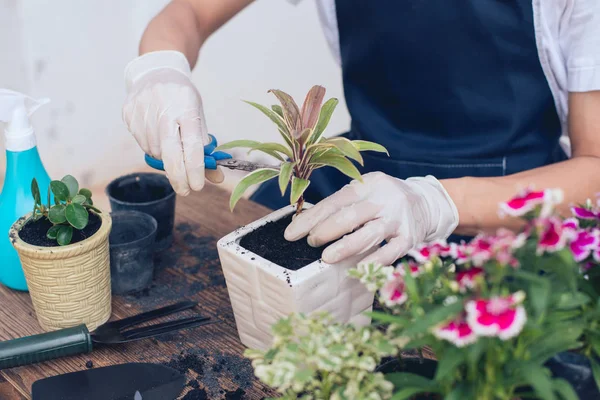 Piccolo giardino in casa, Giardiniere è potatura . — Foto Stock