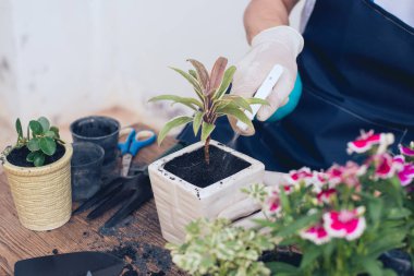 Evin içinde küçük bir bahçe yap.