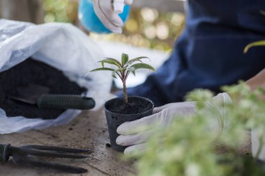 Evin içinde küçük bir bahçe yap.