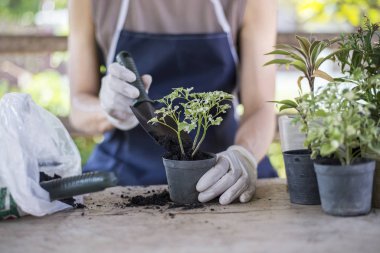 Evin içinde küçük bir bahçe yap.