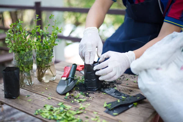 Pohon Pembibitan Berkebun Rumah Close — Stok Foto