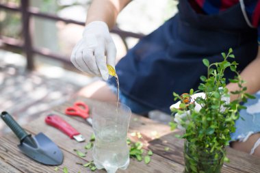 Evde tek başına bahçıvanlık, buruşturma prosedürü, yakın çekim..