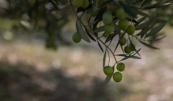 Olive Tree Dalmatia Croatia — Stock Photo, Image