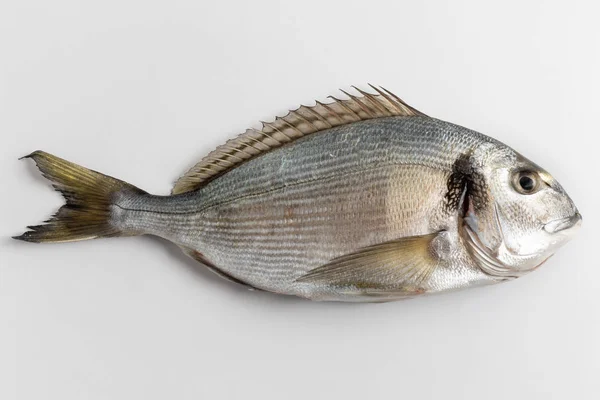 Çipura, Adriyatik 'in en çok övülen beyaz balıklarından biridir..