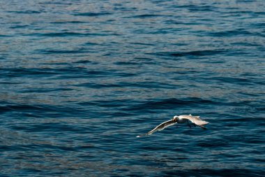 Martı iş başında, Hırvatistan