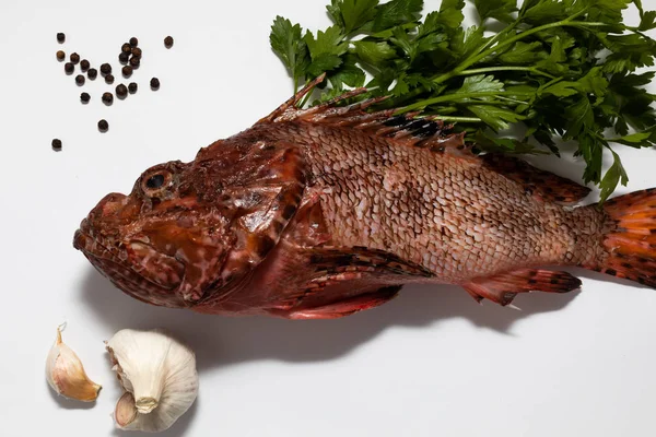 Kızıl akrep balığı, Adriyatik denizi, Hırvatistan