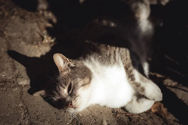 Dağ evinin yanında sevimli bir kedi.