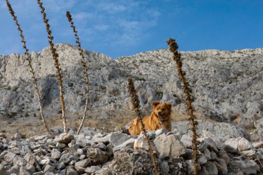 Doğada mutlu bir köpek