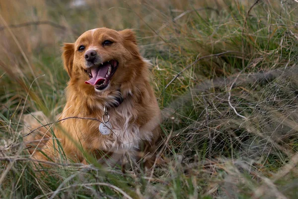 Lycklig Hund Naturen — Stockfoto