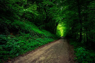Ormanda gizemli bir yol 