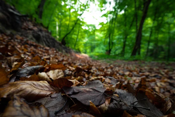 Chemin Mystérieux Dans Forêt — Photo