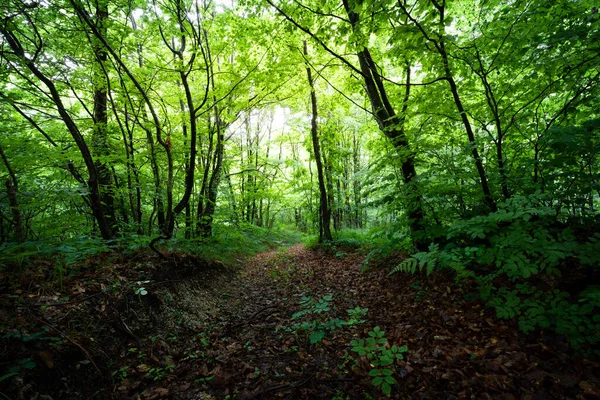 Chemin Mystérieux Dans Forêt — Photo