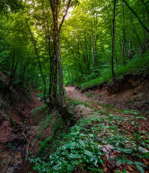 Chemin Mystérieux Dans Forêt — Photo