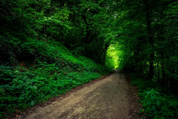 Tajemnicza Ścieżka Lesie — Zdjęcie stockowe